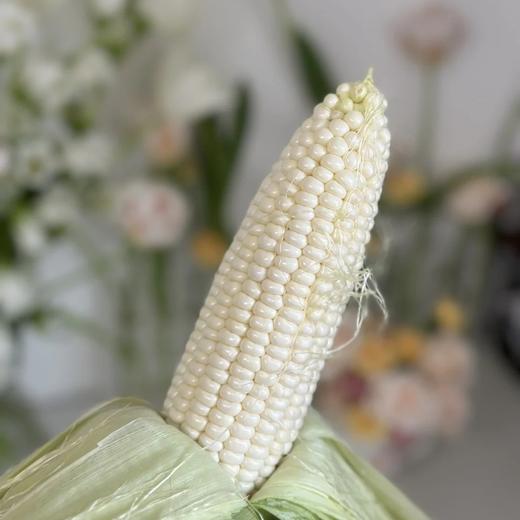 【 斌哥优选】鲜食牛奶水果玉米。好吃到惊呆了，籽粒饱满脆嫩，多汁香甜，一株只留一根玉米，把最好的给你！请一定生吃试试~ 商品图4