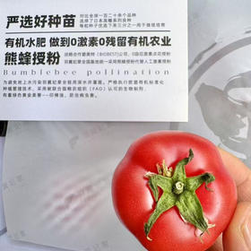 草莓野番茄 纯有机 有籽的番茄才是真正的原生态！0激素0农残，有机水肥，雄蜂授粉！