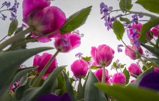 水墨江南·光影寻踪 镇江金山寺+扬州瘦西湖+兴化垛田油菜花+野鹿荡盐城5天 商品图11
