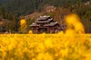 贵州平坝樱花、黄蜡樱花、金海雪山、青岩古镇、字龙田油菜花5天 商品缩略图3