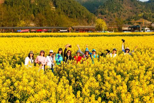 贵州平坝樱花、黄蜡樱花、金海雪山、青岩古镇、字龙田油菜花5天 商品图5