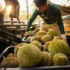 石家庄优选仓库速达，（鲜果）鲜马来西亚猫山王榴莲，树上自然熟，果肉金黄细腻，入口柔滑绵密，奶香浓郁，微苦后回甘榴莲 商品缩略图2