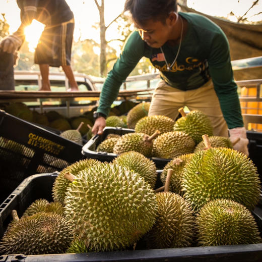 石家庄优选仓库速达，（鲜果）鲜马来西亚猫山王榴莲，树上自然熟，果肉金黄细腻，入口柔滑绵密，奶香浓郁，微苦后回甘榴莲 商品图2