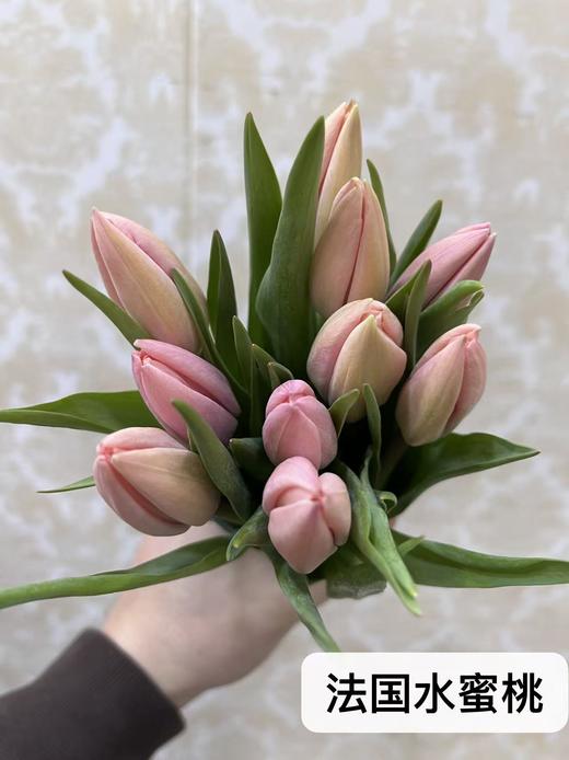 年宵花卉郁金香鲜切花10支 商品图1