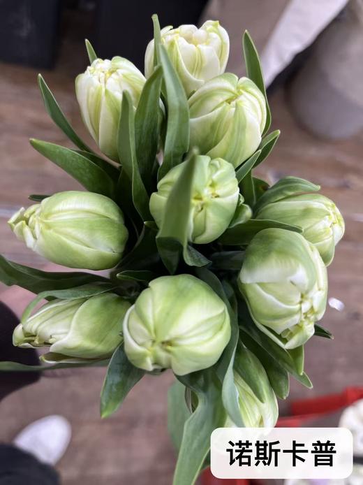 年宵花卉郁金香鲜切花10支 商品图4