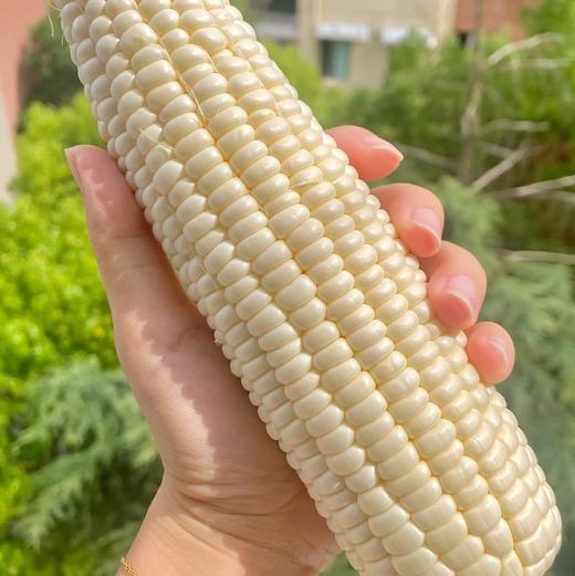 【 斌哥优选】鲜食牛奶水果玉米。好吃到惊呆了，籽粒饱满脆嫩，多汁香甜，一株只留一根玉米，把最好的给你！请一定生吃试试~ 商品图0