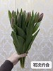 年宵花卉郁金香鲜切花10支 商品缩略图14