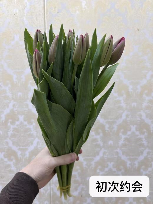 年宵花卉郁金香鲜切花10支 商品图14