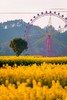 贵州平坝樱花、黄蜡樱花、金海雪山、青岩古镇、字龙田油菜花5天 商品缩略图4