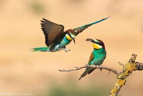 赣鄱生态秘境：婺源、南昌、余干县三大鸟类摄影核心区域鸟类摄影6天