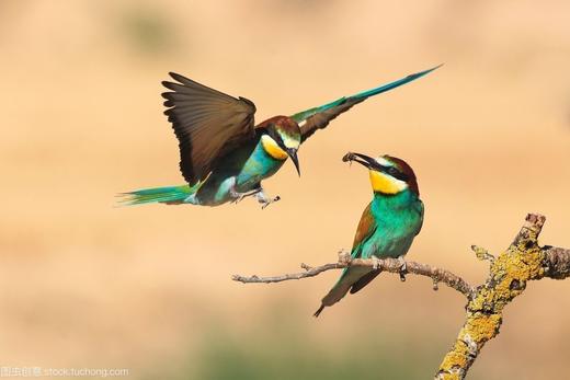 赣鄱生态秘境：婺源、南昌、余干县三大鸟类摄影核心区域鸟类摄影6天 商品图0