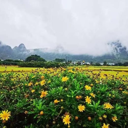 【春日赏花】贵州 | 兴义万峰林百花酒店旅居套餐，￥699元起/单人5晚，2人起订，可选7/10晚旅居套餐，来兴义，看全国最早一波的万亩油菜花！ 商品图1