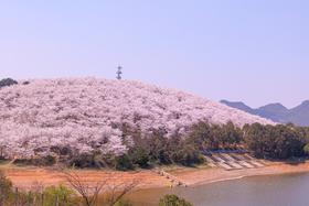 贵州平坝樱花、黄蜡樱花、金海雪山、青岩古镇、字龙田油菜花5天
