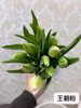 年宵花卉郁金香鲜切花10支 商品缩略图12