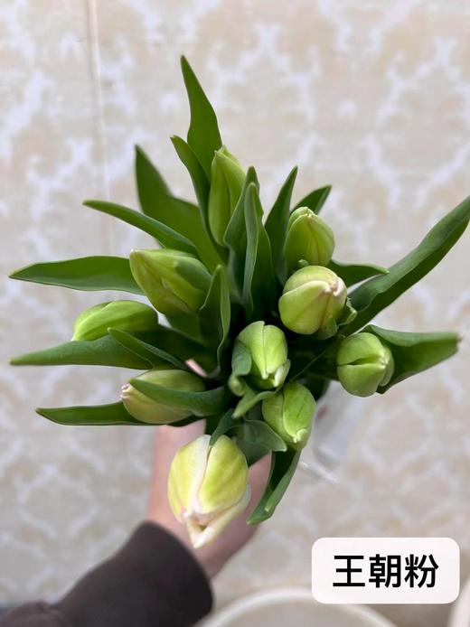 年宵花卉郁金香鲜切花10支 商品图12