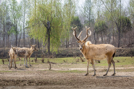 水墨江南·光影寻踪 镇江金山寺+扬州瘦西湖+兴化垛田油菜花+野鹿荡盐城5天 商品图6