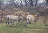 水墨江南·光影寻踪 镇江金山寺+扬州瘦西湖+兴化垛田油菜花+野鹿荡盐城5天 商品缩略图7