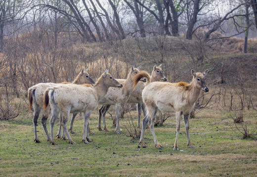 水墨江南·光影寻踪 镇江金山寺+扬州瘦西湖+兴化垛田油菜花+野鹿荡盐城5天 商品图7