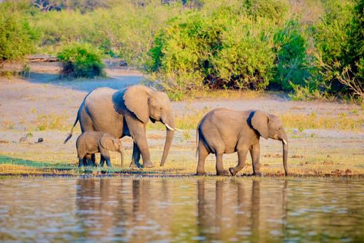 南部非洲四国：津巴布韦、赞比亚、博茨瓦纳、纳米比亚20天精华摄影团 商品图1