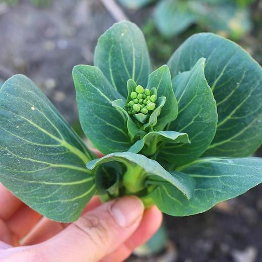[最农公社]顺丰到家|苏北东台露天霜冻头茬菜苔菜心软糯嫩甜 商品图3