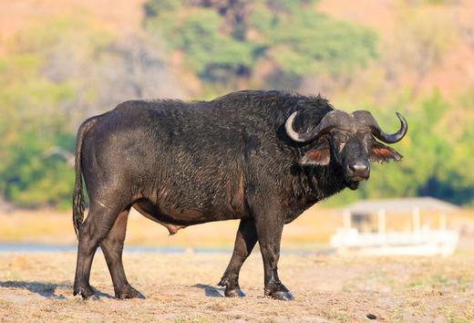 南部非洲四国：津巴布韦、赞比亚、博茨瓦纳、纳米比亚20天精华摄影团 商品图2