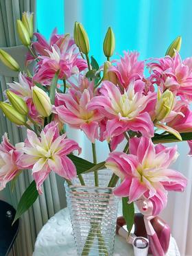 年宵花卉红丝带重瓣多头百合5支