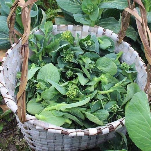 [最农公社]顺丰到家|苏北东台露天霜冻头茬菜苔菜心软糯嫩甜 商品图1