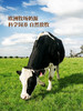 MM 山姆 Member's Mark 全脂牛奶（灭菌乳）200ml*30 商品缩略图3