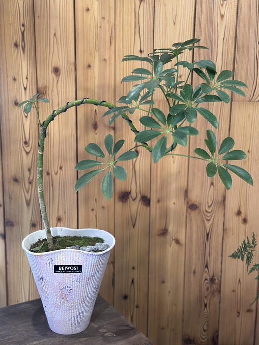 造型鹅掌财。 商品图1