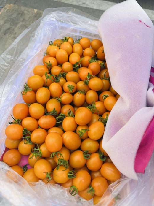 香芒皇后番茄 商品图9
