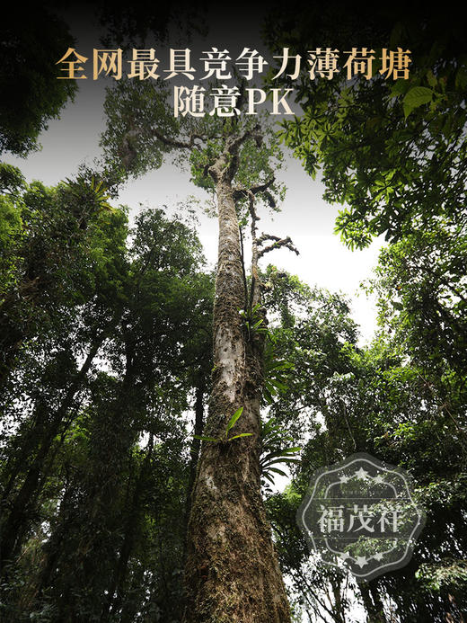 2026年春茶【薄荷塘】古树茶，易武茶区薄荷塘古茶园核心茶地纯料古树茶357克普洱生茶 商品图1