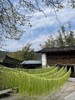 生态贡菜干250克｜云南大理高山不打药不用化肥种植 无农残 不染色 商品缩略图0
