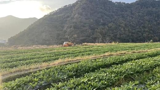 生态贡菜干250克｜云南大理高山不打药不用化肥种植 无农残 不染色 商品图2