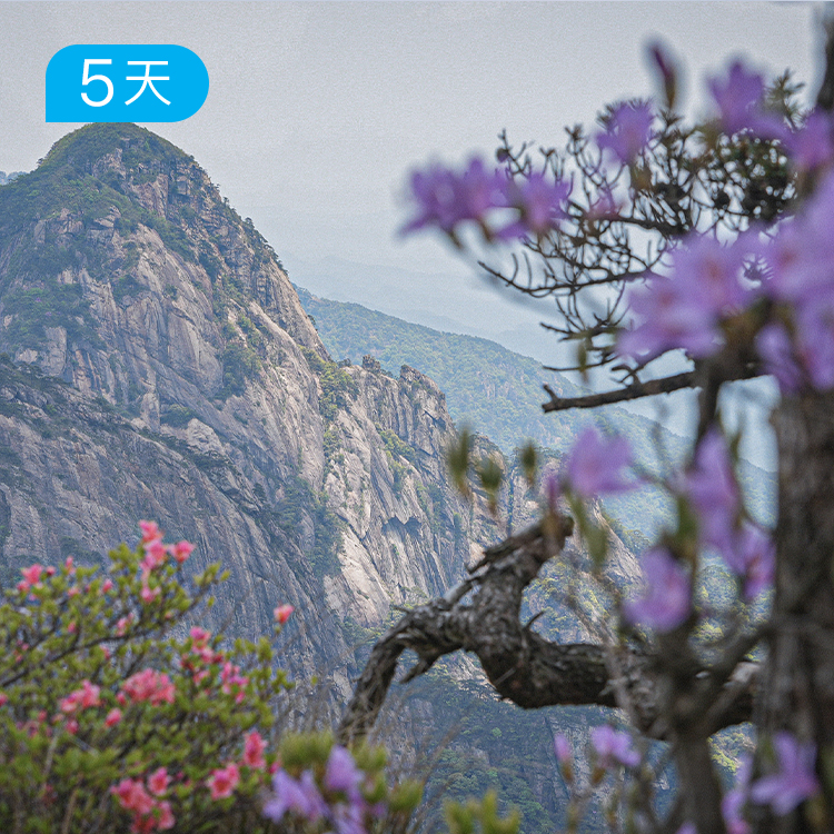 春季黄山徒步大会｜36公里入门级徒步 赏高山杜鹃 5日