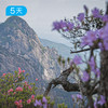 春季黄山徒步大会｜36公里入门级徒步 赏高山杜鹃 5日 商品缩略图0