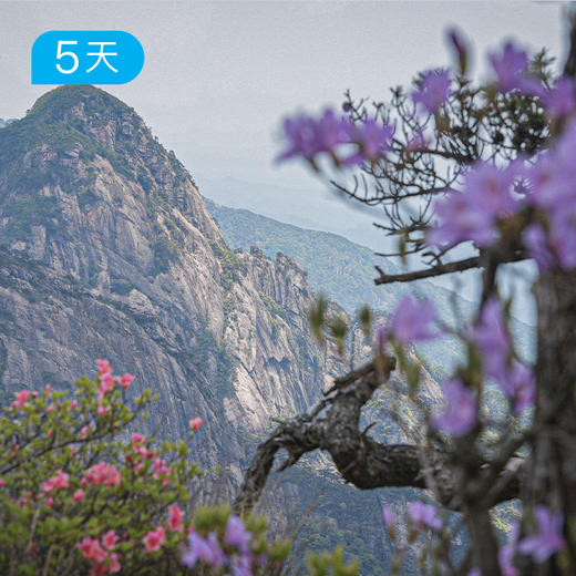 春季黄山徒步大会｜36公里入门级徒步 赏高山杜鹃 5日 商品图0