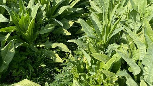 生态贡菜干250克｜云南大理高山不打药不用化肥种植 无农残 不染色 商品图1