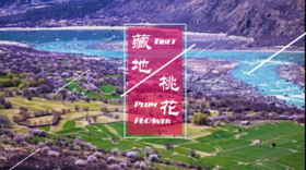 【藏地花开】赴一场雪山与桃花的浪漫之约（价格为定金！）