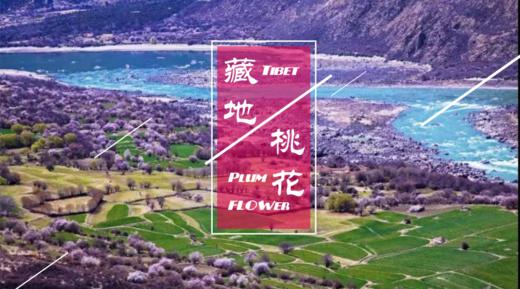 【藏地花开】赴一场雪山与桃花的浪漫之约（价格为定金！） 商品图0