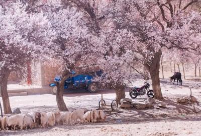 【帕米尔之春】木吉火山口 塔莎古道 莎车古城 班迪尔湖 盘龙古道 喀什 大同乡 塔尔乡杏花游（价格为定金！） 商品图0