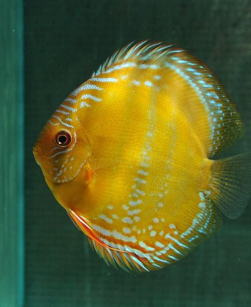 260216-1抽奖鱼：CR曼高，14公雏，体型好，体色干净 商品图0