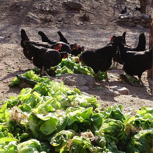 山林散养鸡蛋60枚99元全国包邮（限时促销） 商品图3