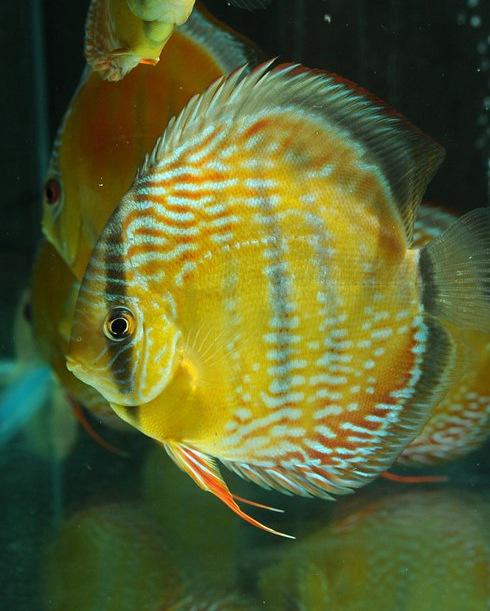 260218-1抽奖鱼：皇室型伊卡CR，13嫩母，底色红，正在发色 商品图0