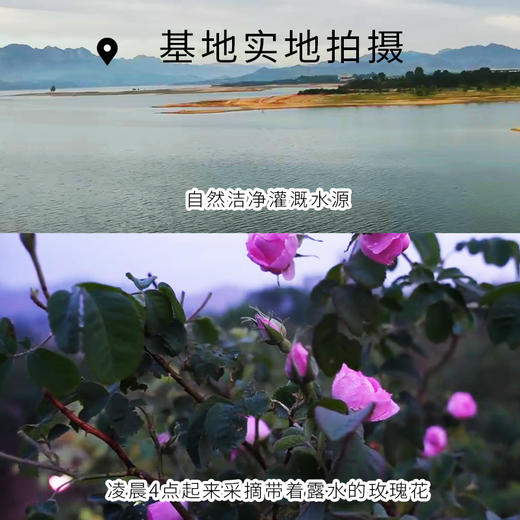 S光阴小驻有机种植大马士革玫瑰精露 买大送小 头道饱和纯露 补水面膜 细嫩肌肤 商品图6