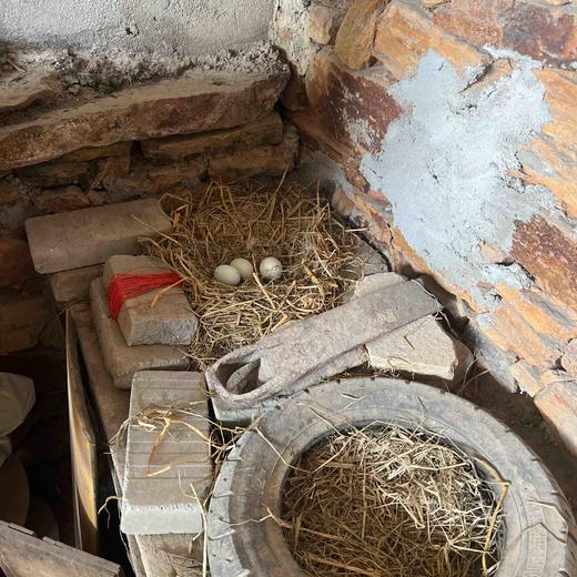 请输入￼红安县正宗土鸡蛋100个鸡蛋199元 商品图4