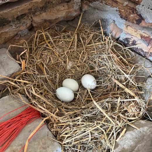 请输入￼红安县正宗土鸡蛋100个鸡蛋199元 商品图3