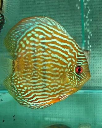 260219-2抽奖鱼：奥里希米那皇室，15公，蓝显粗亮，纹路华丽，底色泛红 商品图0