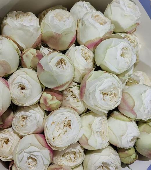 多头玫瑰 | 白色曼斯菲尔德公园 商品图0