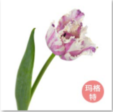 国产郁金香 | 玛格特