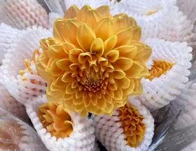 大丽花 | 浅色阳光橙